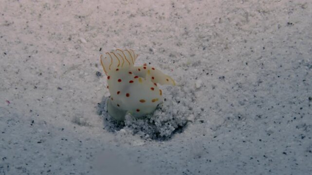 A beautiful polka dot nudibranch (Gymnodoris ceylonica) moves gently against the light ocean's current on the sandy bottom.