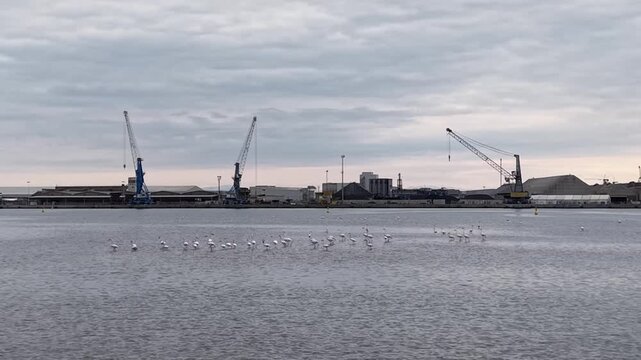 pink birds flight 