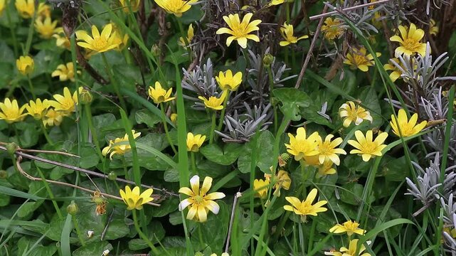 Wild, yellow aconites growing in an English country garden