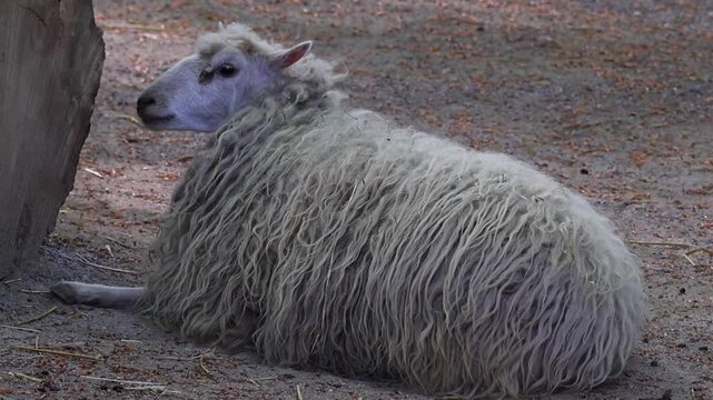 Domestic sheep resting on the dirt ground, showcasing its thick, shaggy wool