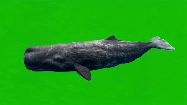 Sperm whale swimmig isolated on a solid green background for vfx projects