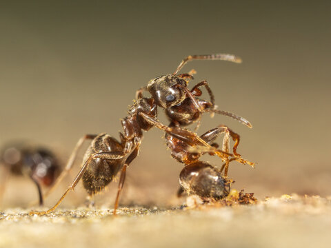 A Black Garden Ant With a Dead Ant