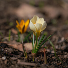 Obraz premium yellow crocus flower