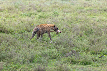 Obraz premium Eine Hyäne in der Serengeti hat eine Keule von einem Zebra im Maul 