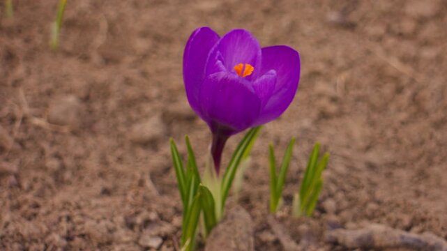 Close-up of a purple crocus flower in spring with a soft blurred background. The camera slowly moves from left to right in natural light, capturing delicate petals and fresh garden atmosphere.