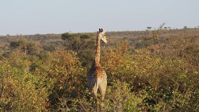 4K 30fps footage of a South African giraffe feeding in the Greater Mapungubwe Conservation Area, Botswana. Wildlife behaviour in natural mopane veld habitat, ideal for documentary and commercial use.