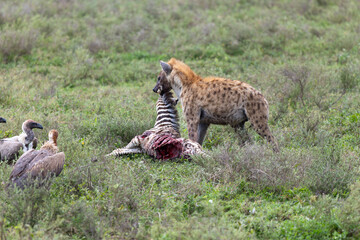 Obraz premium Eine Hyäne frist ihre Beute, ein kleines Zebra und Geier warten daneben auf ihren Anteil