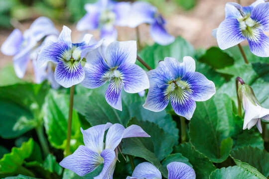 Close-up of the beautiful viola sororia flowers blooming in the spring garden.
