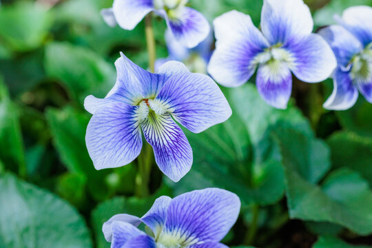 Close-up of the beautiful viola sororia flowers blooming in the spring garden.