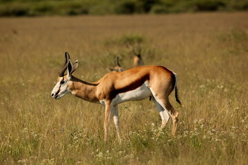 Fototapeta premium Springbok standing in grass savanna Kalahari Southern Africa