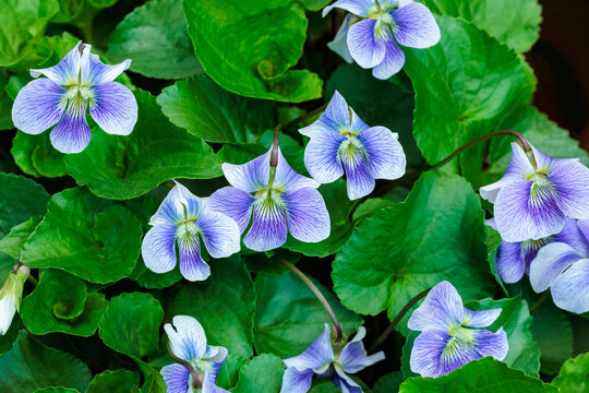Beautiful viola sororia flowers blooming in the spring garden.