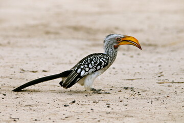 Fototapeta premium Yellow billed hornbill standing on ground Kalahari Southern Africa 