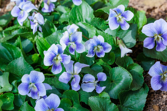 Beautiful viola sororia flowers blooming in the spring garden.