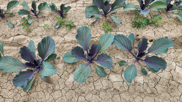 Young red cabbage (Brassica oleracea var. capitata f. rubra) seedlings growing in a field, planted in early April