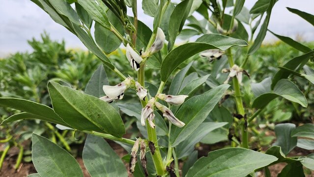 Fava bean (Vicia faba) in a fiield in spring, showing both flowers and developing pods