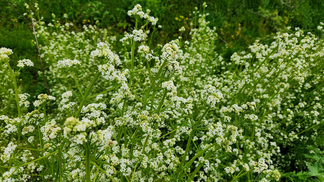 In April, along the border of a field crop, a cluster of white bedstra (Galium album or Galium mollugo), also known as hedge bedstraw or false baby's breath