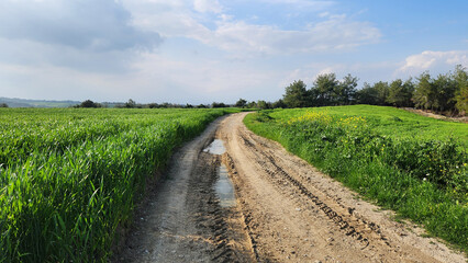 A muddy road used for service purposes between the crop fields in spring day © cilicia