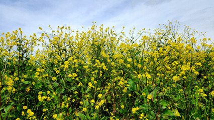 Fototapeta premium Sinapis arvensis (wild mustard, charlock), an annual herb with their vibrant yellow blooms that blanket landscapes during the spring season