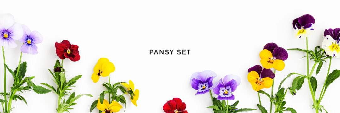 Fresh pansy flowers isolated on white background. Frame border of colorful viola plants with stems and leaves