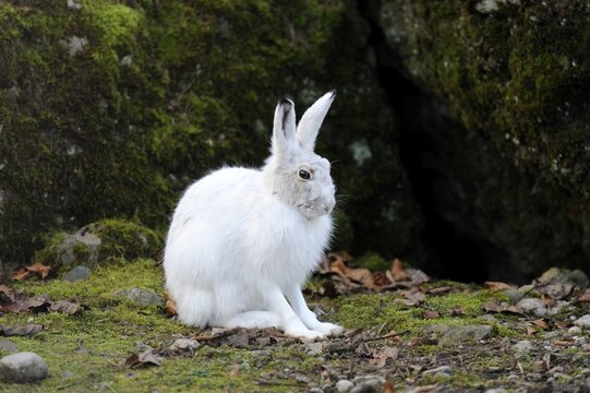 Alpine Hare (Lepus timidus varronis) in its winter pelage