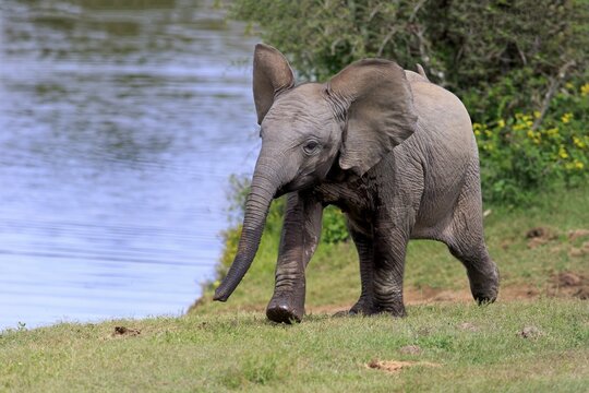 African elephant (Loxodonta africana), young animal, running, Addo Elephant National Park, Eastern Cape, South Africa