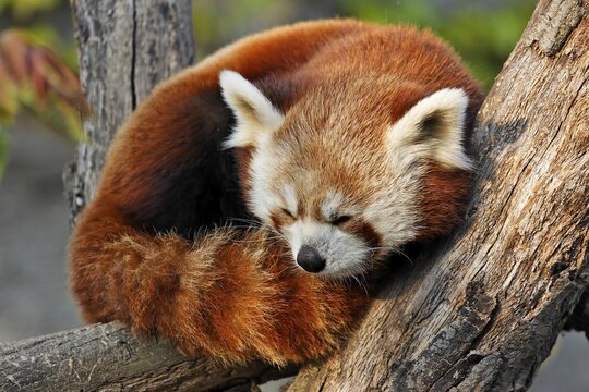Red Panda (Ailurus fulgens), Schoenbrunn Zoo, Vienna, Austria, Europe