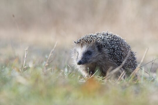 European hedgehog (Erinaceus europaeus), Emsland, Lower Saxony, Germany