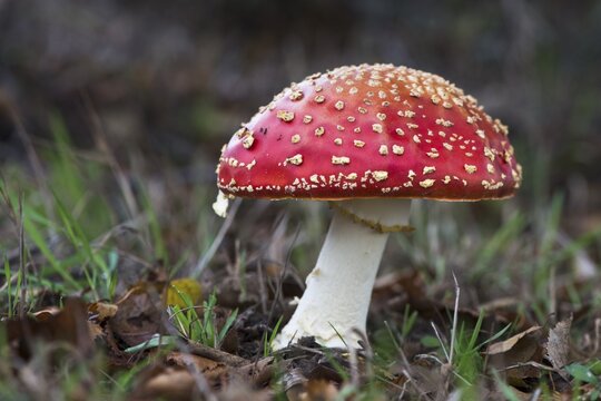 Fly Agaric (Amanita muscaria), Emsland, Lower Saxony, Germany
