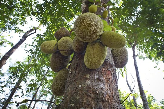 Jackfruit or Jack Tree (Artocarpus heterophyllus), fruit growing on the tree, Peermade, Kerala, India