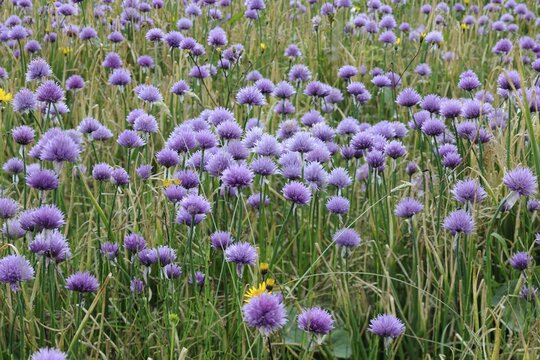 Chives (Allium schoenoprasum), Mala Fatra National Park, Slovakia, Europe