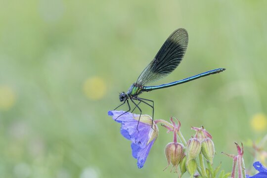 Banded demoiselle (Calopteryx splendens), male on Meadow Cranesbill (Geranium pratense), Hesse, Germany