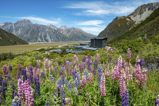 Purple Multileaved Lupines (Lupinus polyphyllus), rear Hotel The Hermitage Hotel, Aoraki/Mount Cook Village, Canterbury, South Island, New Zealand