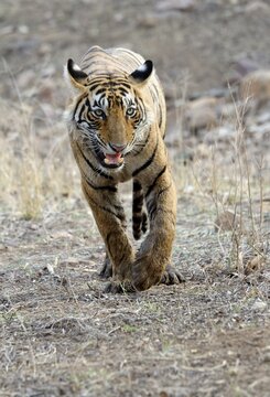 Bengal tiger (Panthera tigris tigris), female, Ranthambhore National Park, Rajasthan, India