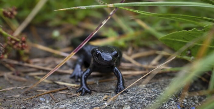 Alpine Salamander (Salamandra atra) on the grass, Zillertal Alps, Zillertal, Tyrol, Austria