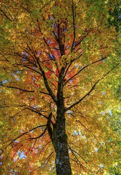 Maple (Acer), tree crown with yellow and red coloured leaves in autumn, Munich, Bavaria, Germany