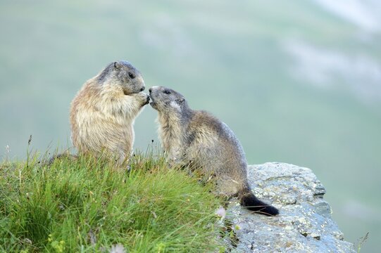 Young Alpine Marmot (Marmota marmota) begging for food, Grossglockner, Hohe Tauern National Park, Tyrol, Austria