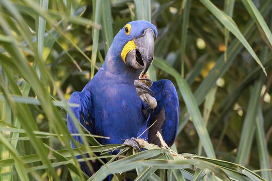 Hyacinth Macaw (Anodorhynchus hyacinthinus) feeding on nuts, Pantanal, Mato Grosso, Brazil