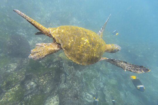 Green Sea Turtle or Pacific Green Turtle (Chelonia mydas japonica) and a Passer Angelfish or King Angelfish (Holacanthus passer), Fernandina Island, Gal&aacute;pagos Islands, Ecuador