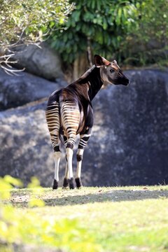 Okapi (Okapia johnstoni), adult, captive, Miami, Florida, USA