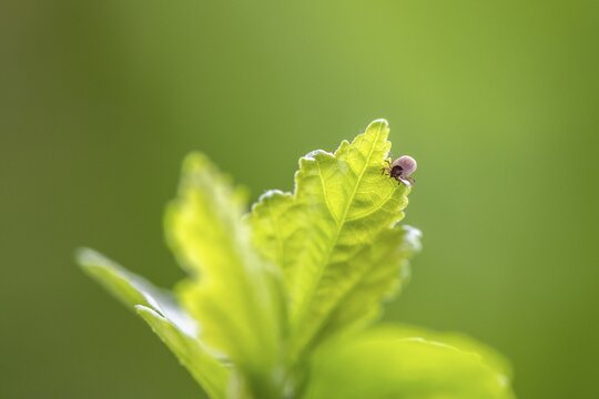 Castor Bean Tick (Ixodes ricinus), tick lurking on leaf, Canton Zurich, Switzerland