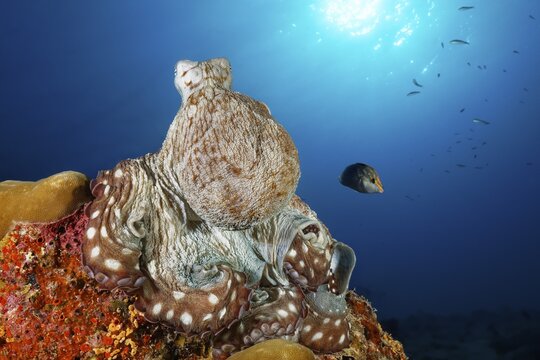 Common Octopus (Octopus vulgaris), sitting on hard coral, back light, sun, Indian Ocean, Maldives