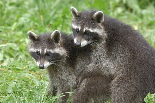 Playing racoons (Procyon lotor), Switzerland