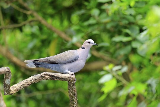 African Collared Dove (Streptopelia roseogrisea), adult on tree, native to North Africa, captive