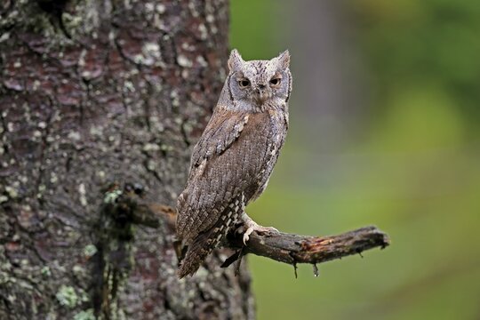 European scops owl (Otus scops), adult, on tree, in autumn, alert, Bohemian Forest, Czech Republic
