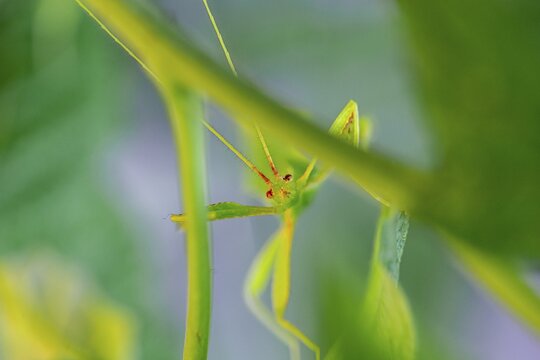 Leaf insect (Phyllium Bioculatum) between leaves, captive, Germany