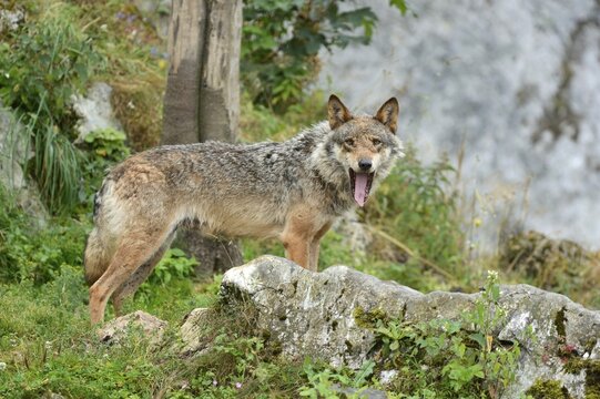 Eurasian Wolf (Canis lupus lupus), Jura, Switzerland, Europe