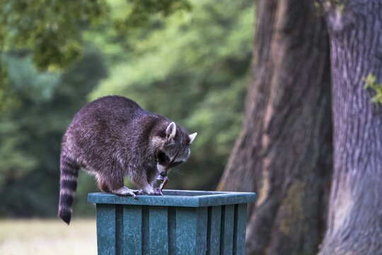 Raccoon (Procyon lotor) on litter bin in park, Hesse, Germany
