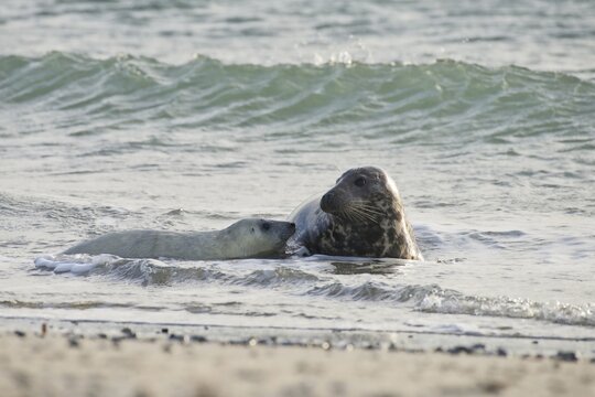 Grey seal (Halichoerus grypus), with pup in water, Heligoland, Schleswig-Holstein, Germany