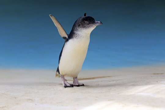 Little penguin (Eudyptula minor), adult on the beach spreads wings, Kangaroo Island, South Australia, Australia