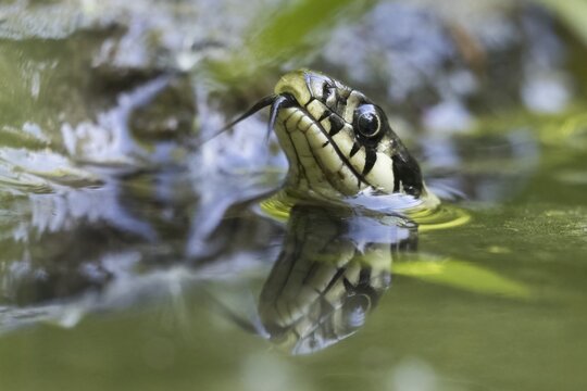 Grass snake (Natrix natrix), tonguing, animal portrait, Hesse, Germany